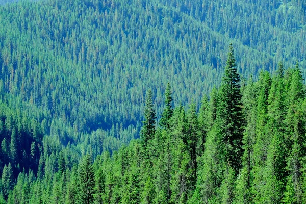 Lush Green Forest Pine Trees Mountains Wilderness Growth Environmental —  Fotos de Stock