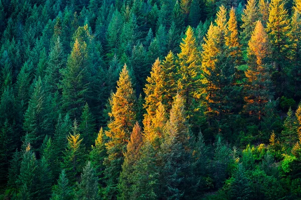 Lush Pine Tree Forest Golden Evening Light — Stockfoto