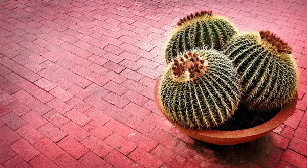 Several Cactus Cacti Potted Plant Patio Home Decoration Brick Deck — 스톡 사진