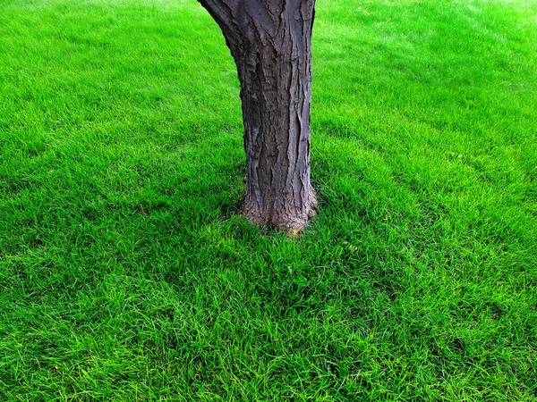 Tree Trunk Growing Lawn Lush Green Grass — Foto Stock