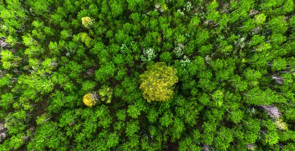 Vista Aérea Desde Dron Volando Por Encima Bosque Verde Desierto — Foto de Stock