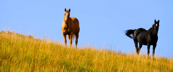 Horses Grazing Hillside Pasture Blue Sky Clouds — Zdjęcie stockowe