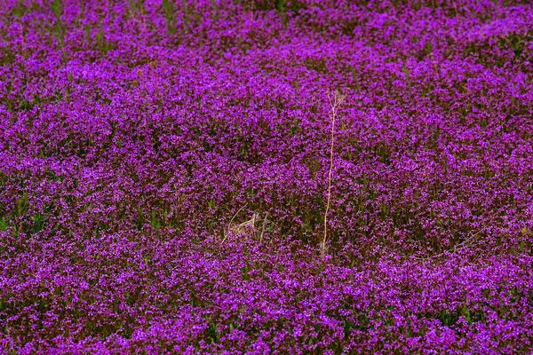 Vilda Lavinblommor Växer Frodigt Äng Fält Lila Vilda Blommor — Stockfoto