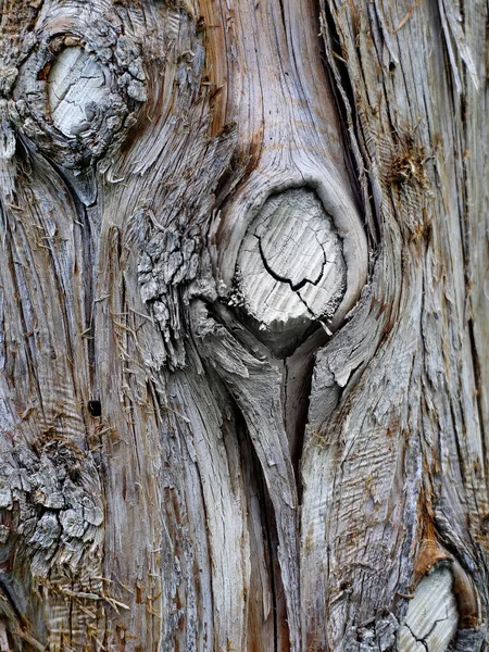 Detail Old Gray Tree Texture Knots Cut Branches — Zdjęcie stockowe