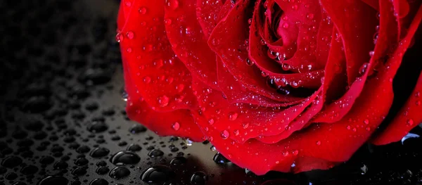 Fresh red rose with water drops drips romantic beauty beautiful