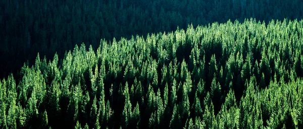 Wald Der Kiefern Sonnenlicht Wildnis Berge Pflanzen — Stockfoto