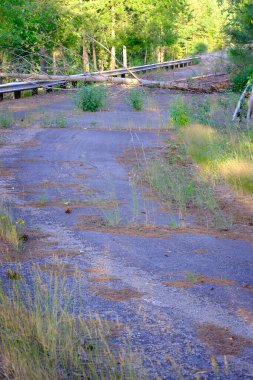 Abandoned road with weeds and fallen tree in roadway