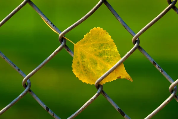 秋や秋の葉が立ち往生し 背景がぼやけてチェーンリンクフェンスに巻き込まれます — ストック写真