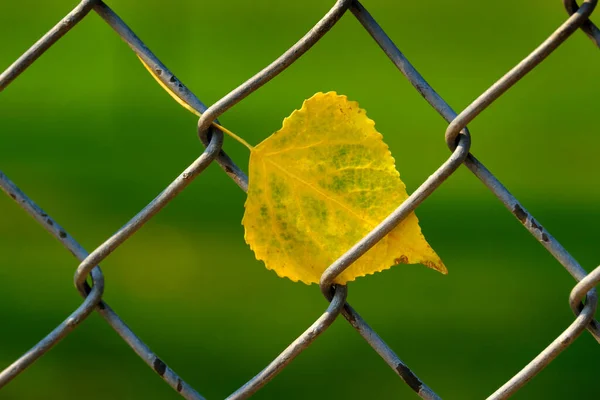 Caduta Foglia Autum Bloccato Catturato Recinzione Collegamento Catena Con Sfondo — Foto Stock