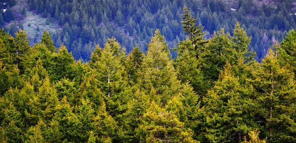 Лесной Лес Зеленых Сосен Склоне Горы Дождем — стоковое фото