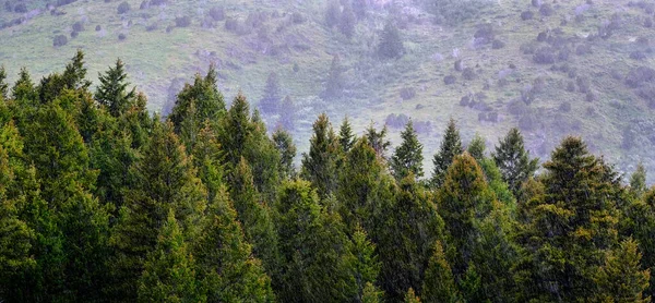 Δάσος Από Καταπράσινα Πεύκα Στην Πλαγιά Του Βουνού Βροχή — Φωτογραφία Αρχείου