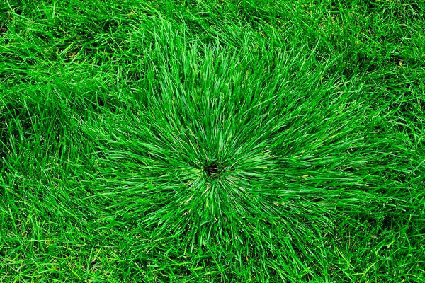 Пышная Зеленая Трава Долго Растущая Газоне Дворе Имеет Форму Дождевателя — стоковое фото