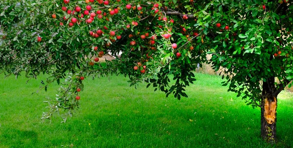 Jabłoń Zielonej Trawie Jesienią Wieloma Dojrzałymi Czerwonymi Jabłkami Gotowymi Zbioru — Zdjęcie stockowe