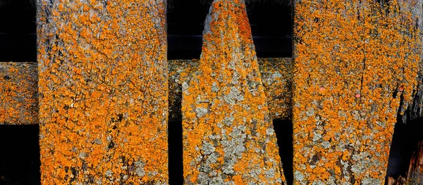 Detalhe Cerca Madeira Desgastada Velha Com Musgo Líquenes Crescimento Crescente — Fotografia de Stock