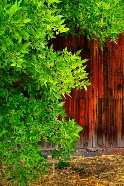 带有红色油漆窗和绿树的生机勃勃的旧木制谷仓墙的细节 — 图库照片