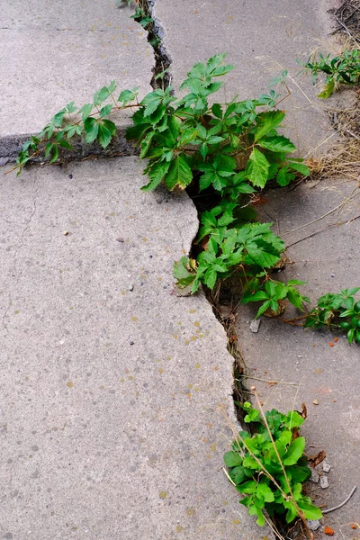 Sprucken Cement Trottoar Med Många Gröna Ogräs Växer Stora Sprickor — Stockfoto