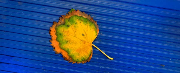 Colorful Fall Autumn Leaf Blue Metal Surface Textured — Stock Photo, Image