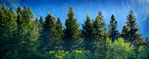 Pine forest in wilderness mountains pine trees new growth green greenery grain field farming