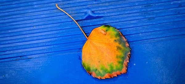 Colorful Fall Autumn Leaf Blue Metal Surface Textured — Stock Photo, Image