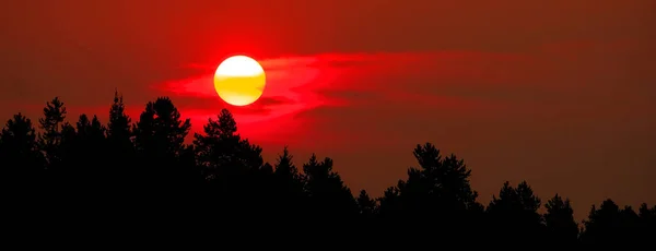 Sonnenuntergang Über Kiefern Der Wildnis Wald Friedliche Natur Silhouette — Stockfoto