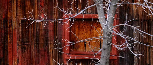 古红谷仓木墙背景图 有几个钉子 一棵没有叶子和枝条的白树 — 图库照片