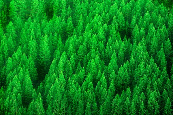 Dağ Yamacındaki Çam Ağaçlarının Ormanı Sabahın Erken Saatlerinde Luch Yeşil — Stok fotoğraf