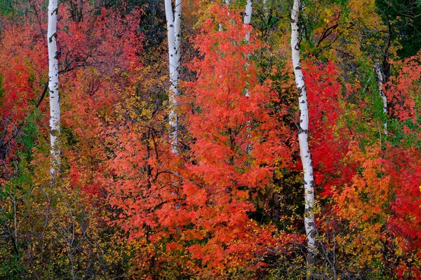 Herbst Herbst Bäume Und Blätter Mit Weißen Birken Aspen Stämme — Stockfoto