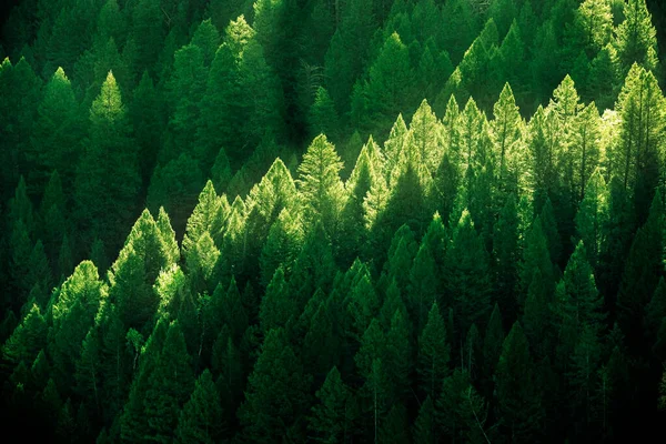 Floresta Pinheiros Montanha Início Manhã Luch Luz Verde Crescimento — Fotografia de Stock