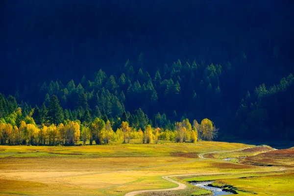 Fall Autumn Trees Valley Green Pine Forest Mountains Morning Sunlight — Stock Photo, Image