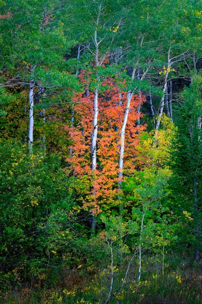 Осінні Осінні Дерева Листя Білою Березою Стовбури Аспен Барвисті — стокове фото