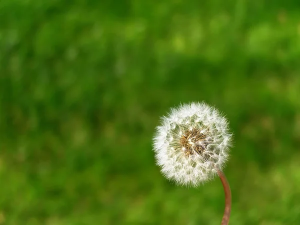 蒲公英花的细部 绿草背景 — 图库照片