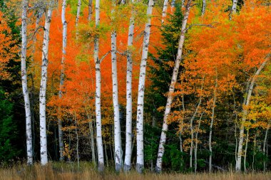 Aspen doğum ağaçları sonbaharda beyaz gövde ile dökülür yapraklar orman ayrıntıları