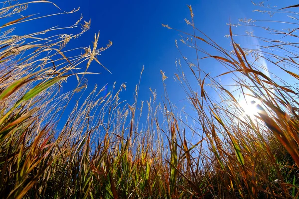 Mauvaises Herbes Plantes Poussant Vers Ciel Bleu Avec Soleil Soleil — Photo