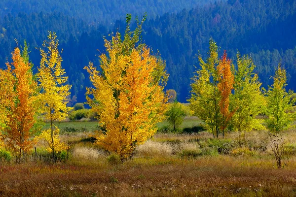 Montanhas Montanha Deserto Floresta Outono Outono Álamo Bétula Árvores Branco — Fotografia de Stock