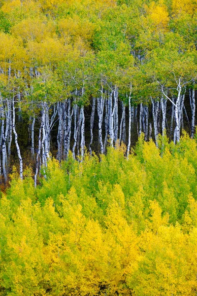 山の中腹に秋の原生林白樺の木白い幹黄金と緑の色 — ストック写真