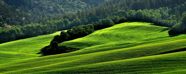 Hügellandschaft Und Wald Der Wildnis — Stockfoto