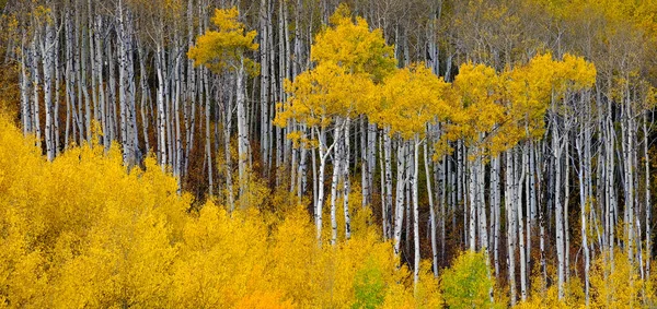 Montagne Montane Selvagge Foresta Autunno Pioppo Tremulo Betulle Bianco Tronchi — Foto Stock