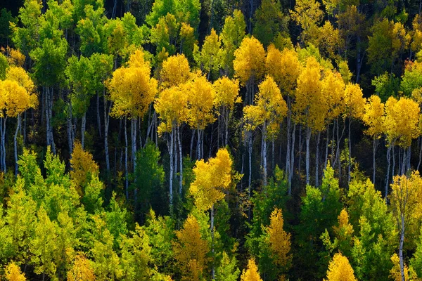山の中腹に秋の原生林白樺の木白い幹黄金と緑の色 — ストック写真
