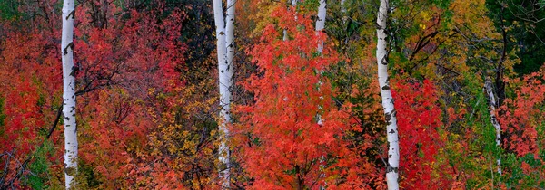 秋天的树木和树叶 白色的桦树和白杨树干五彩斑斓 — 图库照片