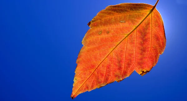 背景のある赤 オレンジ色の一枚紅葉の詳細情報 — ストック写真