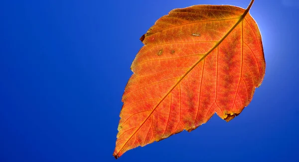 Primer Plano Detallado Una Sola Hoja Otoño Roja Naranja Con —  Fotos de Stock