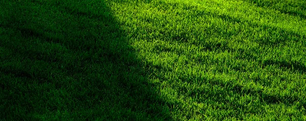 Lush Green Grass Growing Long Lawn Yard Growth Health Shadow — Stock Photo, Image