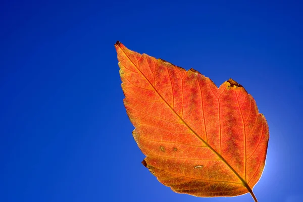 Detailní Detailní Záběr Jednoho Červeného Oranžového Podzimního Listu Pozadím — Stock fotografie