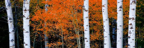 Aspen Porodní Stromy Podzim Bílými Kmeny Detaily Listnatého Lesa — Stock fotografie