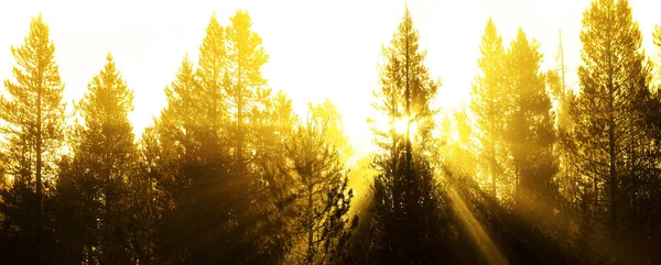 霧深い霧の朝の暖かさで森の松の木を流れるサンビームの日差し — ストック写真