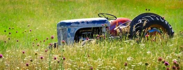 Trator Vermelho Velho Campo Com Flores Abandonadas Como Antiga Máquina — Fotografia de Stock