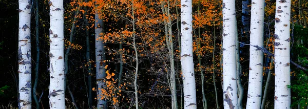 Аспен Родовые Деревья Осенью Осенью Белыми Стволами Детали Лиственных Лесов — стоковое фото