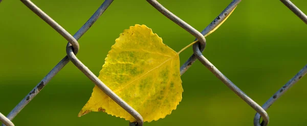 Chute Autum Feuille Coincé Pris Dans Clôture Maillon Chaîne Avec — Photo