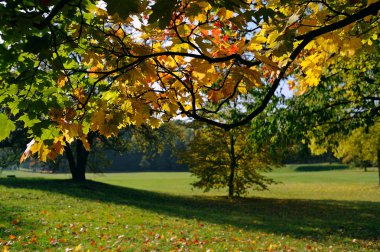 Ekim ayında Park