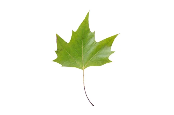 Maple leaf — Stock Photo, Image